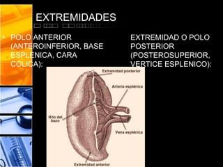 EXTREMIDADES
• POLO ANTERIOR
(ANTEROINFERIOR, BASE
ESPLENICA, CARA
COLICA):
EXTREMIDAD O POLO
POSTERIOR
(POSTEROSUPERIOR,
VERTICE ESPLENICO):
 