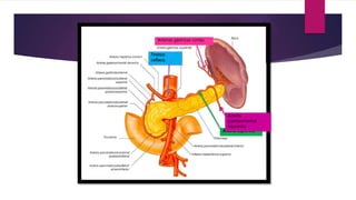 Arteria esplénica
Tronco
celíaco.
Arterias gástricas cortas.
Arteria
gastroomental
izquierda
 