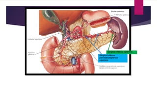 Ganglios linfáticos esplénicos
Ganglios linfáticos
pancreaticoesplénicos
superiores
 