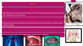 Función
Durante la gestación es un importante productor de sangre en el feto. Tras el nacimiento desaparece esta función, pero puede
volver a desempeñarla en el caso de necesidad.
Hematopoyesis
Filtro:
Se encarga de la maduración de los glóbulos rojos y de la destrucción de los GR viejos, anómalos o en mal estado. Mantiene
las plaquetas saludables.
Inmunitaria:
En él se producen anticuerpos y tiene capacidad de destruir bacterias y ayudar a su fagocitosis.
 