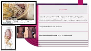 LOCALIZACIÓN
Se sitúa en la región superolateral del CSI, o hipocondrio del abdomen, donde goza de la
protección de la caja torácica(células blancas de la sangre) y de vigilancia y respuesta inmunitarias.
Sujeto por bandas fibrosas unidas al peritoneo
Se relaciona posteriormente con la 9°, 10° y la 11° costilla izquierda
 