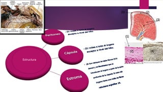 Estructura
8
(1)
(1)
(2)
(2)
(3)
(4)
 