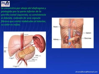 Se encuentra por abajo del diafragma y
protegido por la parte inferior de la
parrilla costal izquierda, su consistencia
es blanda, rodeado de una capsula
fibrosa que emite trabéculas al interior,
su color es rojizo.
 