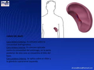 CARAS DEL BAZO
Cara Antero Externa. Es cóncava sobre la
concavidad diafragmática
Cara Antero Interna. Es cóncava aplicada
contra la convexidad del estómago, en la parte
posterior de esta cara se encuentra el hilio del
bazo.
Cara postero interna. Se aplica sobre el riñón y
la glándula suprarrenal izquierda.
 