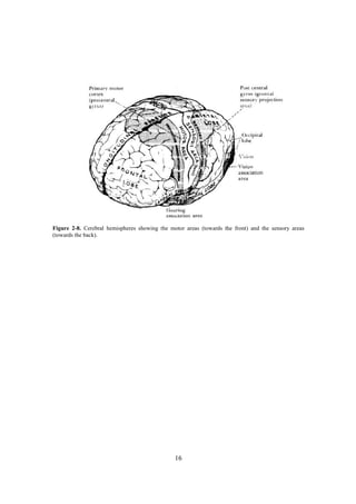 Figure 2-8. Cerebral hemispheres showing the motor areas (towards the front) and the sensory areas
(towards the back).




                                               16
 