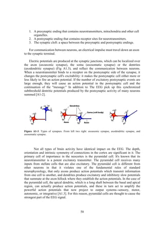 1. A presynaptic ending that contains neurotransmitters, mitochondria and other cell
       organelles.
    2. A postsynaptic ending that contains receptor sites for neurotransmitters.
    3. The synaptic cleft: a space between the presynaptic and postsynaptic endings.

    For communication between neurons, an electrical impulse must travel down an axon
to the synaptic terminal.

    Electric potentials are produced at the synaptic junctions, which can be localized over
the axon (axoaxonic synapse), the soma (axosomatic synapse) or the dentrites
(axodendritic synapse) (Fig A1.3), and reflect the communication between neurons.
When a neurotransmitter binds to a receptor on the postsynaptic side of the synapse, it
changes the postsynaptic cell's excitability: it makes the postsynaptic cell either more or
less likely to fire an action potential. If the number of excitatory postsynaptic events are
large enough, they will cause an action potential in the postsynaptic cell and the
continuation of the "message." In addition to The EEG pick up this synchronized
subthreshold dentritic potentials produced by the postsynaptic activity of many neurons
summed [A1-2].




Figure A1-3. Types of synapses. From left two right: axoaxonic synapse, axodendritic synapse, and
axosomatic synapse.




        Not all types of brain activity have identical impact on the EEG. The depth,
orientation and intrinsic symmetry of connections in the cortex are significant in it. The
primary cell of importance in the neocortex is the pyramidal cell. It's known that its
neurotransmitter is a potent excitatory transmitter. The pyramidal cell receives many
inputs from stellate cells that are also excitatory. The pyramidal cell is different from
other neurons in that it violates one of the fundamental rules of standard
neurophysiology, that only axons produce action potentials which transmit information
from one cell to another, and dendrites produce excitatory and inhibitory slow potentials
that summate at the axon hillock where they establish the action potentials. In the case of
the pyramidal cell, the apical dendrite, which is a long shaft between the basal and apical
region, can actually produce action potentials, and these in turn act to amplify the
powerful action potentials that now project to output systems--sensory, motor,
autonomic, or integrative [A1.3]. For this reason, pyramidal cells are thought to cause the
strongest part of the EEG signal.



                                               58
 