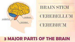 3 MAJOR PARTS OF THE BRAIN
BRAIN STEM
CEREBELLUM
CEREBRUM
 