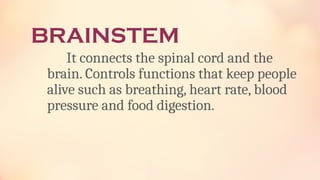BRAINSTEM
It connects the spinal cord and the
brain. Controls functions that keep people
alive such as breathing, heart rate, blood
pressure and food digestion.
 