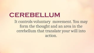 CEREBELLUM
It controls voluntary movement. You may
form the thought and an area in the
cerebellum that translate your will into
action.
 