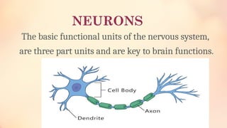 NEURONS
The basic functional units of the nervous system,
are three part units and are key to brain functions.
 