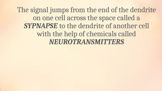 The signal jumps from the end of the dendrite
on one cell across the space called a
SYPNAPSE to the dendrite of another cell
with the help of chemicals called
NEUROTRANSMITTERS
 