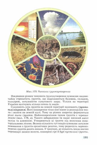 Мал. 175. Чинники ґрунтоутворення
Поєднання різних чинників ґрунтоутворення зумовлює надзви­
чайну строкатість ґрунтів, що відрізняються будовою, складом,
кольором, потужністю гумусового шару. Тільки на території
України налічують кілька сотень їх видів.
Сукупність усіх ґрунтів на певній території називають ґрунто­
вим покривом. Його поширення тісно пов’язане із розподілом теп­
ла і вологи на земній кулі. Тому на різних широтах формуються
різні типи ґрунтів. Найпоширенішим типом ґрунтів є червоно-
жовті (мал. 176, а). Такого забарвлення їм надає високий вміст
заліза та алюмінію. Утворюються ці ґрунти під вологими еква­
торіальними лісами. Велика кількість тут опадів зумовлює потужне
вимивання з ґрунтів органічних решток, тому родючість червоно-
жовтих грунтів досить низька. У тропіках, де кількість тепла значно
перевищує запаси вологи, поширені сірі й бурі пустельні ґрунти.
195
 