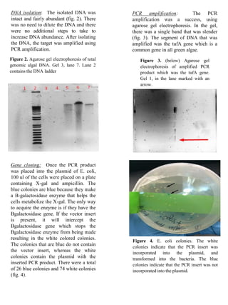 Algae lab report | PDF