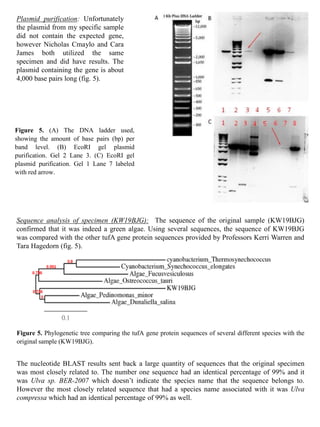 Plasmid purification: Unfortunately
the plasmid from my specific sample
did not contain the expected gene,
however Nicholas Cmaylo and Cara
James both utilized the same
specimen and did have results. The
plasmid containing the gene is about
4,000 base pairs long (fig. 5).
Figure 5. (A) The DNA ladder used,
showing the amount of base pairs (bp) per
band level. (B) EcoRI gel plasmid
purification. Gel 2 Lane 3. (C) EcoRI gel
plasmid purification. Gel 1 Lane 7 labeled
with red arrow.
Sequence analysis of specimen (KW19BJG): The sequence of the original sample (KW19BJG)
confirmed that it was indeed a green algae. Using several sequences, the sequence of KW19BJG
was compared with the other tufA gene protein sequences provided by Professors Kerri Warren and
Tara Hagedorn (fig. 5).
Figure 5. Phylogenetic tree comparing the tufA gene protein sequences of several different species with the
original sample (KW19BJG).
The nucleotide BLAST results sent back a large quantity of sequences that the original specimen
was most closely related to. The number one sequence had an identical percentage of 99% and it
was Ulva sp. BER-2007 which doesn’t indicate the species name that the sequence belongs to.
However the most closely related sequence that had a species name associated with it was Ulva
compressa which had an identical percentage of 99% as well.
 