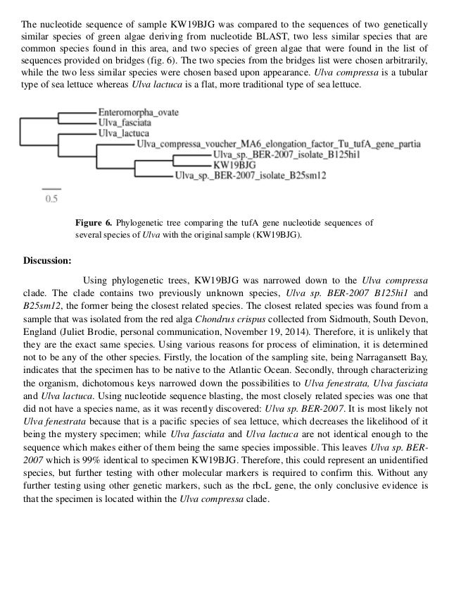 Catcher In The Rye Comparative Essay Catcher In The Rye Comparative Essay