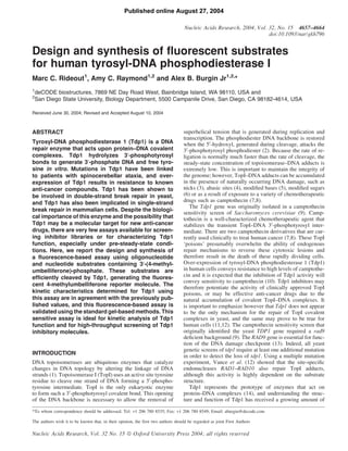 Design and synthesis of fluorescent substrates
for human tyrosyl-DNA phosphodiesterase I
Marc C. Rideout1
, Amy C. Raymond1,2
and Alex B. Burgin Jr1,2,
*
1
deCODE biostructures, 7869 NE Day Road West, Bainbridge Island, WA 98110, USA and
2
San Diego State University, Biology Department, 5500 Campanile Drive, San Diego, CA 98182-4614, USA
Received June 30, 2004; Revised and Accepted August 10, 2004
ABSTRACT
Tyrosyl-DNA phosphodiesterase 1 (Tdp1) is a DNA
repair enzyme that acts upon protein–DNA covalent
complexes. Tdp1 hydrolyzes 30
-phosphotyrosyl
bonds to generate 30
-phosphate DNA and free tyro-
sine in vitro. Mutations in Tdp1 have been linked
to patients with spinocerebellar ataxia, and over-
expression of Tdp1 results in resistance to known
anti-cancer compounds. Tdp1 has been shown to
be involved in double-strand break repair in yeast,
and Tdp1 has also been implicated in single-strand
break repair in mammalian cells. Despite the biologi-
cal importance of this enzyme and the possibility that
Tdp1 may be a molecular target for new anti-cancer
drugs, there are very few assays available for screen-
ing inhibitor libraries or for characterizing Tdp1
function, especially under pre-steady-state condi-
tions. Here, we report the design and synthesis of
a fluorescence-based assay using oligonucleotide
and nucleotide substrates containing 30
-(4-methyl-
umbelliferone)-phosphate. These substrates are
efficiently cleaved by Tdp1, generating the fluores-
cent 4-methylumbelliferone reporter molecule. The
kinetic characteristics determined for Tdp1 using
this assay are in agreement with the previously pub-
lished values, and this fluorescence-based assay is
validated using the standard gel-based methods. This
sensitive assay is ideal for kinetic analysis of Tdp1
function and for high-throughput screening of Tdp1
inhibitory molecules.
INTRODUCTION
DNA topoisomerases are ubiquitous enzymes that catalyze
changes in DNA topology by altering the linkage of DNA
strands (1). Topoisomerase I (TopI) uses an active site tyrosine
residue to cleave one strand of DNA forming a 30
-phospho-
tyrosine intermediate. TopI is the only eukaryotic enzyme
to form such a 30
-phosphotyrosyl covalent bond. This opening
of the DNA backbone is necessary to allow the removal of
superhelical tension that is generated during replication and
transcription. The phosphodiester DNA backbone is restored
when the 50
-hydroxyl, generated during cleavage, attacks the
30
-phosphotyrosyl phosphodiester (2). Because the rate of re-
ligation is normally much faster than the rate of cleavage, the
steady-state concentration of topoisomerase–DNA adducts is
extremely low. This is important to maintain the integrity of
the genome; however, TopI–DNA adducts can be accumulated
in the presence of naturally occurring DNA damage, such as
nicks (3), abasic sites (4), modiﬁed bases (5), modiﬁed sugars
(6) or as a result of exposure to a variety of chemotherapeutic
drugs such as camptothecin (7,8).
The Tdp1 gene was originally isolated in a camptothecin
sensitivity screen of Saccharomyces cerevisiae (9). Camp-
tothecin is a well-characterized chemotherapeutic agent that
stabilizes the transient TopI–DNA 30
-phosphotyrosyl inter-
mediate. There are two camptothecin derivatives that are cur-
rently used clinically to treat human cancer (7,8). These TopI
‘poisons’ presumably overwhelm the ability of endogenous
repair mechanisms to reverse these cytotoxic lesions and
therefore result in the death of these rapidly dividing cells.
Over-expression of tyrosyl-DNA phosphodiesterase 1 (Tdp1)
in human cells conveys resistance to high levels of camptothe-
cin and it is expected that the inhibition of Tdp1 activity will
convey sensitivity to camptothecin (10). Tdp1 inhibitors may
therefore potentiate the activity of clinically approved TopI
poisons, or may be effective anti-cancer drugs due to the
natural accumulation of covalent TopI–DNA complexes. It
is important to emphasize however that Tdp1 does not appear
to be the only mechanism for the repair of TopI covalent
complexes in yeast, and the same may prove to be true for
human cells (11,12). The camptothecin sensitivity screen that
originally identiﬁed the yeast TDP1 gene required a rad9
deﬁcient background (9). The RAD9 gene is essential for func-
tion of the DNA damage checkpoint (13). Indeed, all yeast
genetic screens of tdp1 require at least one additional mutation
in order to detect the loss of tdp1. Using a multiple mutation
experiment, Vance et al. (12) showed that the site-speciﬁc
endonucleases RAD1–RAD10 also repair TopI adducts,
although this activity is highly dependent on the substrate
structure.
Tdp1 represents the prototype of enzymes that act on
protein–DNA complexes (14), and understanding the struc-
ture and function of Tdp1 has received a growing amount of
*To whom correspondence should be addressed. Tel: +1 206 780 8535; Fax: +1 206 780 8549; Email: aburgin@decode.com
The authors wish it to be known that, in their opinion, the first two authors should be regarded as joint First Authors
Nucleic Acids Research, Vol. 32 No. 15 ª Oxford University Press 2004; all rights reserved
Nucleic Acids Research, 2004, Vol. 32, No. 15 4657–4664
doi:10.1093/nar/gkh796
Published online August 27, 2004
 