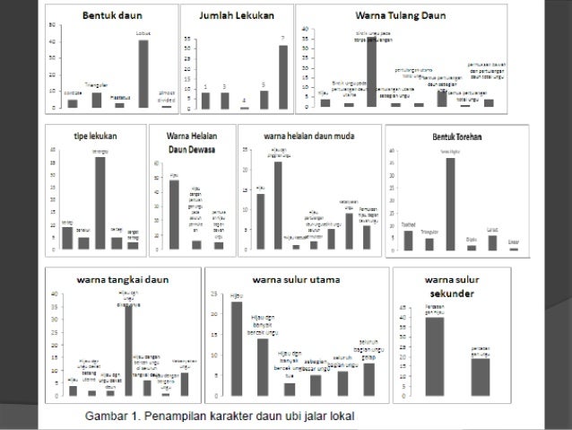 KERAGAMAN MORFOLOGI KOMPONEN HASIL DAN HASIL UBI JALAR KERAGAMAN MORFOLOGI KOMPONEN HASIL DAN HASIL UBI JALAR
