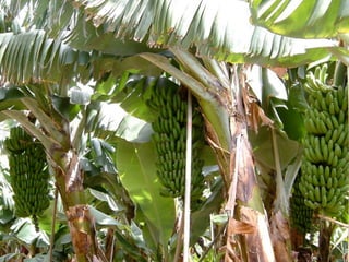 Vortrag Gebhard Borck - Beyond Budgeting Transformation Network
35
 