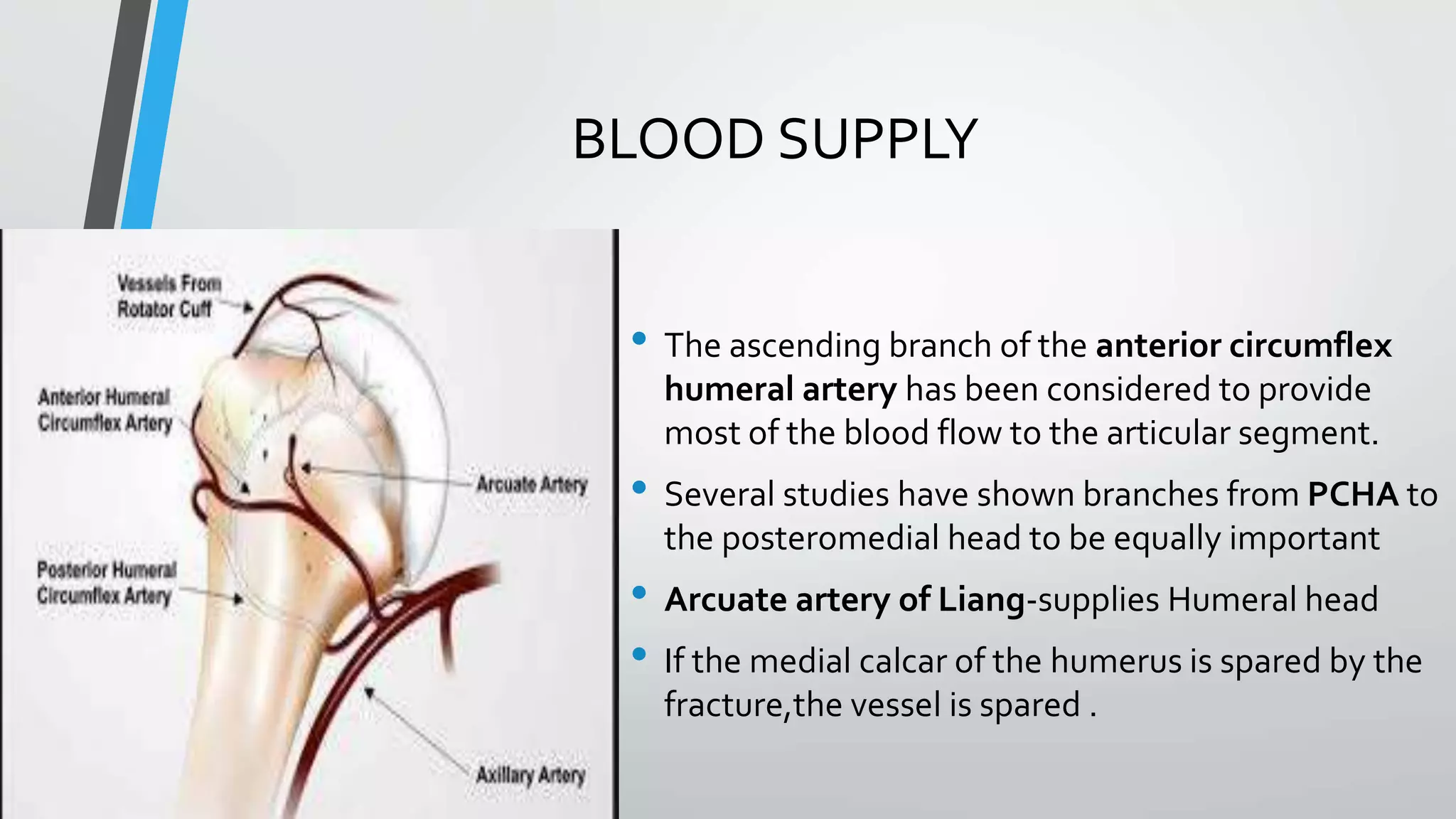 BLOOD SUPPLY
• The ascending branch of the anterior circumflex
humeral artery has been considered to provide
most of the blood flow to the articular segment.
• Several studies have shown branches from PCHA to
the posteromedial head to be equally important
• Arcuate artery of Liang-supplies Humeral head
• If the medial calcar of the humerus is spared by the
fracture,the vessel is spared .
 