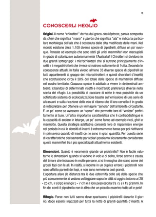 10
CONOSCERLI MEGLIO
Origini. Il nome “chirotteri” deriva dal greco cheiròpteros, parola composta
da cheír che significa “mano” e pteròn che significa “ala” e indica la partico-
lare morfologia dell’ala che è sostenuta dalle dita modificate delle mani. Nel
mondo esistono circa 1.100 diverse specie di pipistrelli, diffuse un po’ ovun-
que. Pensate ad esempio che sono stati gli unici mammiferi non marsupiali
in grado di colonizzare autonomamente l’Australia! I Chirotteri si dividono in
due grandi sottogruppi: i microchirotteri che si nutrono principalmente d’in-
setti e i megachirotteri che invece si nutrono solamente di frutta. Secondo le
conoscenze attuali, in Italia vivono almeno 35 diverse specie di pipistrelli (e
tutti appartenenti al gruppo dei microchirotteri, e quindi divoratori d’insetti)
che costituiscono circa il 30% del totale delle specie di mammiferi diffuse
nel nostro territorio. Ciascuna specie è adattata a vivere in determinati am-
bienti, cibandosi di determinati insetti e mostrando preferenze diverse nella
scelta del rifugio. La possibilità di cacciare di notte è resa possibile da un
sofisticato sistema di ecolocalizzazione basato sull’emissione di una serie di
ultrasuoni e sulla ricezione della eco di ritorno che il loro cervello è in grado
di interpretare per ottenere un immagine “sonora” dell’ambiente circostante.
È un po’ come se avessero un “sonar” che permette loro di “vedere” perfet-
tamente al buio. Un’altra importante caratteristica che li contraddistingue è
la capacità di andare in letargo, un po’ come fanno ad esempio ricci, ghiri e
marmotte. Questa strategia adattativa consente loro di risparmiare energie
nel periodo in cui la densità di insetti è estremamente bassa per poi riattivarsi
in primavera quando di insetti ce ne sono in gran quantità. Per questa serie
di caratteristiche decisamente particolari possiamo sicuramente considerare
questi mammiferi tra i più specializzati attualmente esistenti.
Dimensioni. Quanto è veramente grande un pipistrello? Non è facile valu-
tarne le dimensioni quando si vedono in volo e di solito, forse anche a causa
del timore che inducono in molte persone, ci si immagina che siano come dei
grossi topi con le ali. In realtà, si incorre in un duplice errore: i pipistrelli non
sono affatto parenti dei topi, e non sono nemmeno così grandi.
L’apertura alare (la distanza tra le due estremità delle ali) delle specie che
più comunemente si vedono volteggiare sopra le città si aggira intorno ai 20
- 25 cm, il corpo è lungo 5 - 7 cm e il loro peso oscilla tra i 5 e i 15 grammi. In
fin dei conti il pipistrello non è altro che un piccolo esserino tutto ali e pelo!
Rifugio. Forse non tutti sanno dove spariscono i pipistrelli durante il gior-
no, dopo essersi ingozzati per tutta la notte di grandi quantità d’insetti. A
 