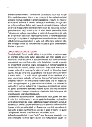 11
differenza di tanti uccelli, i chirotteri non costruiscono alcun nido, ma per
il loro quotidiano riposo diurno e per proteggersi da eventuali predatori
utilizzano dei rifugi, costituiti da anfratti, spaccature e fessure, che riescono
a trovare nell’ambiente. A seconda della specie e del sesso, il rifugio cam-
bia nell’arco dell’anno. I rifugi estivi hanno la necessità di essere collegati
alle aree di foraggiamento tramite elementi lineari del paesaggio, costituiti
generalmente da siepi, torrenti e filari di alberi. Questi elementi facilitano
l’orientamento notturno e permettono ai pipistrelli di nascondersi alla vista
dei loro predatori alati (falchi e barbagianni) quando al tramonto escono dal
loro rifugio. Le tipologie di rifugio più comunemente utilizzate alle nostre
latitudini sono i cavi degli alberi, le grotte e gli edifici. Nelle abitazioni citta-
dine uno degli anfratti più comunemente utilizzato è quello che rimane fra
il tetto e la grondaia.
Leggende e superstizioni
Poveri pipistrelli! Temuti perché vittime di superstizioni e credenze popo-
lari infondate diffuse nelle culture occidentali. Con il loro aspetto un po’
inquietante, il volo bizzarro e le abitudini notturne essi hanno alimentato
un’ancestrale paura del buio e della notte. Il risultato è che si è scatenata
nei loro confronti una vera e propria persecuzione. A molti sarà capitato di
sentirsi dire dalla mamma, dalla zia o dai nonni: “In estate fai attenzione, se
entra un pipistrello in camera e ti si attacca ai capelli, per liberartene ti devi
rapare a zero. So che è vero. È capitato una volta a quell’amico, dell’amico
di un mio amico…!”. In realtà nessun pipistrello è attratto da chiome più o
meno voluminose o platinate, né “succhia il sangue” di “dolci fanciulle”. I
famigerati “vampiri” dell’immaginario collettivo sono solo dei piccoli pipi-
strelli che appartengono al gruppo dei microchirotteri e che vivono esclu-
sivamente in centro e sud America. Si avvicinano di soppiatto ad animali
più grandi, generalmente domestici, incidono la pelle con i loro affilatissimi
incisivi e leccano il sangue che continua a fuoriuscire dalla ferita grazie alla
loro saliva dalle proprietà anticoagulanti.
Un’altra diceria assai diffusa è che i pipistrelli siano ciechi, poiché sono attivi
di notte. Non è affatto vero. In alcune specie la dimensione degli occhi ri-
spetto alle dimensioni del corpo è addirittura maggiore che in altri animali. Si
tratta di occhi specializzati per la visione notturna e come in molti mammiferi
riescono a catturare anche deboli luci. Ovviamente, quando è completamente
buio anche gli occhi più efficienti non sono più in grado di vedere, e in questi
casi i pipistrelli possono fare affidamento solo sul loro “sonar”.
Nella cultura occidentale i nostri “amici” sono da sempre associati a crea-
ture demoniache e in molti dipinti i diavoli sono raffigurati con lugubri “ali”
 