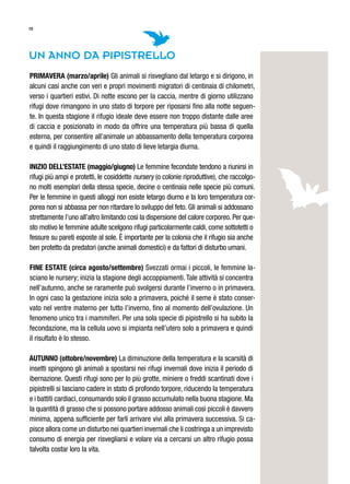 15
Un anno da pipistrello
Primavera (marzo/aprile) Gli animali si risvegliano dal letargo e si dirigono, in
alcuni casi anche con veri e propri movimenti migratori di centinaia di chilometri,
verso i quartieri estivi. Di notte escono per la caccia, mentre di giorno utilizzano
rifugi dove rimangono in uno stato di torpore per riposarsi fino alla notte seguen-
te. In questa stagione il rifugio ideale deve essere non troppo distante dalle aree
di caccia e posizionato in modo da offrire una temperatura più bassa di quella
esterna, per consentire all’animale un abbassamento della temperatura corporea
e quindi il raggiungimento di uno stato di lieve letargia diurna.
Inizio dell’estate (maggio/giugno) Le femmine fecondate tendono a riunirsi in
rifugi più ampi e protetti, le cosiddette nursery (o colonie riproduttive), che raccolgo-
no molti esemplari della stessa specie, decine o centinaia nelle specie più comuni.
Per le femmine in questi alloggi non esiste letargo diurno e la loro temperatura cor-
porea non si abbassa per non ritardare lo sviluppo del feto. Gli animali si addossano
strettamente l’uno all’altro limitando così la dispersione del calore corporeo. Per que-
sto motivo le femmine adulte scelgono rifugi particolarmente caldi, come sottotetti o
fessure su pareti esposte al sole. È importante per la colonia che il rifugio sia anche
ben protetto da predatori (anche animali domestici) e da fattori di disturbo umani.
Fine estate (circa agosto/settembre) Svezzati ormai i piccoli, le femmine la-
sciano le nursery; inizia la stagione degli accoppiamenti.Tale attività si concentra
nell’autunno, anche se raramente può svolgersi durante l’inverno o in primavera.
In ogni caso la gestazione inizia solo a primavera, poiché il seme è stato conser-
vato nel ventre materno per tutto l’inverno, fino al momento dell’ovulazione. Un
fenomeno unico tra i mammiferi. Per una sola specie di pipistrello si ha subito la
fecondazione, ma la cellula uovo si impianta nell’utero solo a primavera e quindi
il risultato è lo stesso.
Autunno (ottobre/novembre) La diminuzione della temperatura e la scarsità di
insetti spingono gli animali a spostarsi nei rifugi invernali dove inizia il periodo di
ibernazione. Questi rifugi sono per lo più grotte, miniere o freddi scantinati dove i
pipistrelli si lasciano cadere in stato di profondo torpore, riducendo la temperatura
e i battiti cardiaci,consumando solo il grasso accumulato nella buona stagione.Ma
la quantità di grasso che si possono portare addosso animali così piccoli è davvero
minima, appena sufficiente per farli arrivare vivi alla primavera successiva. Si ca-
pisce allora come un disturbo nei quartieri invernali che li costringa a un imprevisto
consumo di energia per risvegliarsi e volare via a cercarsi un altro rifugio possa
talvolta costar loro la vita.
 