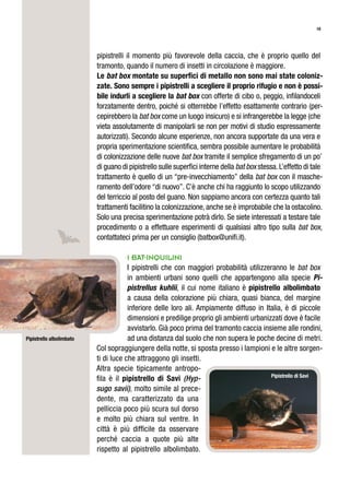 18
pipistrelli il momento più favorevole della caccia, che è proprio quello del
tramonto, quando il numero di insetti in circolazione è maggiore.
le bat box montate su superﬁci di metallo non sono mai state coloniz-
zate. Sono sempre i pipistrelli a scegliere il proprio rifugio e non è possi-
bile indurli a scegliere la bat box con offerte di cibo o, peggio, infilandoceli
forzatamente dentro, poiché si otterrebbe l’effetto esattamente contrario (per-
cepirebbero la bat box come un luogo insicuro) e si infrangerebbe la legge (che
vieta assolutamente di manipolarli se non per motivi di studio espressamente
autorizzati). Secondo alcune esperienze, non ancora supportate da una vera e
propria sperimentazione scientifica, sembra possibile aumentare le probabilità
di colonizzazione delle nuove bat box tramite il semplice sfregamento di un po’
di guano di pipistrello sulle superfici interne della bat box stessa.L’effetto di tale
trattamento è quello di un “pre-invecchiamento” della bat box con il masche-
ramento dell’odore “di nuovo”. C’è anche chi ha raggiunto lo scopo utilizzando
del terriccio al posto del guano. Non sappiamo ancora con certezza quanto tali
trattamenti facilitino la colonizzazione, anche se è improbabile che la ostacolino.
Solo una precisa sperimentazione potrà dirlo. Se siete interessati a testare tale
procedimento o a effettuare esperimenti di qualsiasi altro tipo sulla bat box,
contattateci prima per un consiglio (batbox@unifi.it).
i Bat-inQUilini
I pipistrelli che con maggiori probabilità utilizzeranno le bat box
in ambienti urbani sono quelli che appartengono alla specie Pi-
pistrellus kuhlii, il cui nome italiano è pipistrello albolimbato
a causa della colorazione più chiara, quasi bianca, del margine
inferiore delle loro ali. Ampiamente diffuso in Italia, è di piccole
dimensioni e predilige proprio gli ambienti urbanizzati dove è facile
avvistarlo. Già poco prima del tramonto caccia insieme alle rondini,
ad una distanza dal suolo che non supera le poche decine di metri.
Col sopraggiungere della notte, si sposta presso i lampioni e le altre sorgen-
ti di luce che attraggono gli insetti.
Altra specie tipicamente antropo-
fila è il pipistrello di Savi (Hyp-
sugo savii), molto simile al prece-
dente, ma caratterizzato da una
pelliccia poco più scura sul dorso
e molto più chiara sul ventre. In
città è più difficile da osservare
perché caccia a quote più alte
rispetto al pipistrello albolimbato.
Pipistrello albolimbato
Pipistrello di Savi
 