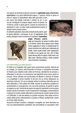 19
Una specie di dimensioni davvero piccole è il pipistrello nano (Pipistrellus
pipistrellus) il cui peso difficilmente supera i 7 grammi. Anche in pieno in-
verno è capace di approfittare delle belle giornate di sole
per uscire dal letargo invernale e andare un po’ a cac-
cia per reintegrare le proprie esigue riserve di grasso. Se
d’inverno, anche in pieno giorno, riuscite ad osservare un
pipistrello in volo, si tratta molto probabilmente proprio di
questo nostro piccolo amico.
In ambienti suburbani, dove sono presenti anche parchi, gran-
di piazze alberate e comunque un po’ di vegetazione strut-
turata, possiamo avere la fortuna di incontrare l’orecchione
grigio (Plecotus austria-
cus), più frequente nei pressi di edifici storici
e di antiche chiese dove spesso trova rifugio.
Come suggerisce il nome, è caratterizzato da
grandi orecchie che utilizza per individuare gli
insetti, anche quelli posati sulla vegetazione.
Si tratta di una specie più rara, che in Italia
conta almeno altre tre specie molto simili, una
delle quali, Plecotus sardus, è stata scoperta
solo di recente in Sardegna.
“Un pipistrello per amico”
Si tratta di un progetto nato quasi come scommessa quando, insieme ad
un collega, un chimico dell’Università di Firenze e consigliere comunale
di Fiesole (una cittadina sulle colline di Firenze), decidemmo di provare a
diffondere le bat box e la conoscenza dei pipistrelli come arma contro le
zanzare. Venne attivata una convenzione tra Museo e Comune di Fiesole
e fu progettato il primo modello di bat box. Da un amico falegname ne
facemmo costruire 10 e se ne stampò inoltre lo schema costruttivo per po-
terlo diffondere. A fine estate del 2006, durante la conferenza pubblica di
presentazione ci accorgemmo, con una certa sorpresa, di quanto le perso-
ne seppure un po’ intimorite da quelle immagini di pipistrelli in primo piano,
fossero anche incuriosite e come recepissero il messaggio, comprendendo
l’urgenza di trovare metodi alternativi ai pesticidi per aiutare questi anima-
li in difficoltà. Le bat box ebbero un grande successo. Poco dopo arrivò la
notizia della prima colonizzazione e questa si diffuse rapidamente, anche
al di fuori della Toscana.
Occorreva dunque insistere e allargare il progetto, per farlo diventare an-
che una sperimentazione scientifica che permettesse di raccogliere infor-
Orecchione grigio
Pipistrello nano
 