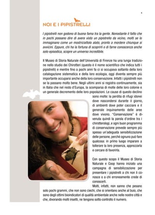 4
NOI E I PIPISTRELLI
I pipistrelli non godono di buona fama tra la gente. Nonostante il fatto che
in pochi possano dire di avere visto un pipistrello da vicino, molti se lo
immaginano come un mostriciattolo alato, pronto a mordere chiunque si
avvicini. Eppure, chi ha la fortuna di scoprirli o di farne conoscenza anche
solo episodica, scopre un universo incredibile.
Il Museo di Storia Naturale dell’Università di Firenze ha una lunga tradizio-
ne nello studio dei Chirotteri (questo è il nome scientifico che indica tutti i
pipistrelli) e mentre fino a pochi anni fa ci si occupava soltanto della loro
catalogazione sistematica e della loro ecologia, oggi diventa sempre più
importante occuparsi anche della loro conservazione. Infatti i pipistrelli non
se la passano molto bene. Negli ultimi anni si registra continuamente, sia
in Italia che nel resto d’Europa, la scomparsa di molte delle loro colonie e
un generale decremento delle loro popolazioni. Le cause di questo declino
sono molte: la perdita di rifugi idonei
dove nascondersi durante il giorno,
di ambienti dove poter cacciare e il
generale inquinamento delle aree
dove vivono. “Conservazione” è di-
venuta quindi la parola d’ordine tra i
chirotterologi, e ogni buon programma
di conservazione prevede sempre più
spesso un’adeguata sensibilizzazione
delle persone, perché ognuno può fare
qualcosa: in primo luogo imparare a
tollerare la loro presenza, apprezzarla
e cercare di favorirla.
Con questo scopo il Museo di Storia
Naturale e Coop hanno iniziato una
campagna di sensibilizzazione per
presentare i pipistrelli a chi non li co-
nosce o a chi erroneamente crede di
conoscerli.
Molti, infatti, non sanno che pesano
solo pochi grammi, che non sono ciechi, che si orientano anche al buio, che
sono degli ottimi bioindicatori di qualità ambientale anche nelle nostre città e
che, divorando molti insetti, ne tengono sotto controllo il numero.
 