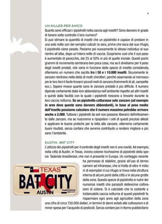 8
Un killer per amico
Quanto sono efficaci i pipistrelli nella caccia agli insetti? Sono davvero in grado
di tenere sotto controllo il loro numero?
Si può stimare la quantità di insetti che un pipistrello è capace di predare in
una sola notte con dei semplici calcoli: la sera, prima che esca dal suo rifugio,
il pipistrello viene pesato. Pesiamo poi nuovamente lo stesso individuo al suo
rientro all’alba, dopo un’intera notte di caccia. Scopriamo così che il suo peso
è aumentato di parecchio, dal 25 al 50% in più di quello iniziale. Questi pochi
grammi di incremento sembrano ben poca cosa, ma se li dividiamo per il peso
degli insetti predati, che varia in funzione della specie di insetto considerata,
otteniamo un numero che oscilla tra i 50 e i 10.000 insetti. Sicuramente le
zanzare rientrano nella dieta di molti chirotteri, perché osservando al microsco-
pio le loro feci è facile trovarci piccoli resti di zanzara (frammenti di ali,zampette
ecc.). Sapere invece quante sono le zanzare predate è più difficile. Il numero
dipende certamente dalla loro abbondanza nell’ambiente rispetto ad altri insetti
e quindi dalla facilità con la quale i pipistrelli riescono a trovarle durante la
loro caccia notturna. Se un pipistrello catturasse solo zanzare (ad esempio
in aree dove queste sono davvero abbondanti), in base al peso medio
dell’insetto possiamo calcolare che il numero massimo potrebbe arrivare
anche a 2.000. Tuttavia i pipistrelli da soli non possono liberarci definitivamen-
te dalle zanzare, ma se riusciremo a ripopolare i cieli di questi preziosi alleati
e applicare le buone pratiche per la lotta alle zanzare, otterremo certamente
buoni risultati, senza contare che avremo contribuito a rendere migliore e più
sano l’ambiente.
Austin, Bat-City
L’utilizzo dei pipistrelli per il controllo degli insetti non è una novità.Ad esempio,
nella città di Austin, in Texas, vivono colonie ricchissime di pipistrelli della spe-
cie Tadarida brasiliensis, che non è presente in Europa. Un conteggio recente
ha permesso di stabilire, grazie all’uso di termo-
camere ad infrarosso, che si tratta di oltre 4 milio-
ni di esemplari il cui rifugio si trova nella struttura
interna di alcuni ponti della città e in alcune grotte
della zona. Questa specie di pipistrello si nutre dei
numerosi insetti che parassiti dellevicine coltiva-
zioni di cotone. Si è calcolato che la costante e
instancabile caccia notturna di questi pipistrelli fa
risparmiare ogni anno agli agricoltori della zona
una cifra di circa 750.000 dollari, in termini di danni evitati alle coltivazioni e di
minor spesa per l’acquisto di pesticidi.Senza contare poi il ritorno pubblicitario
 