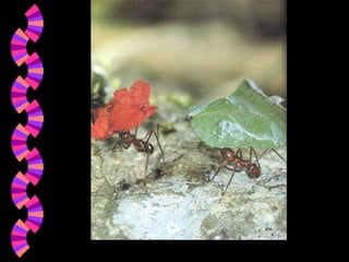 BBA Part1_1 (Gajaseni, 2001)17
 