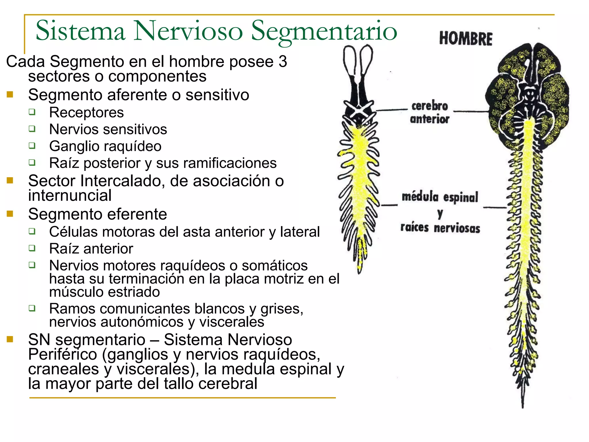 Bbap FilogéNesis Del Sistema Nervioso | PPT