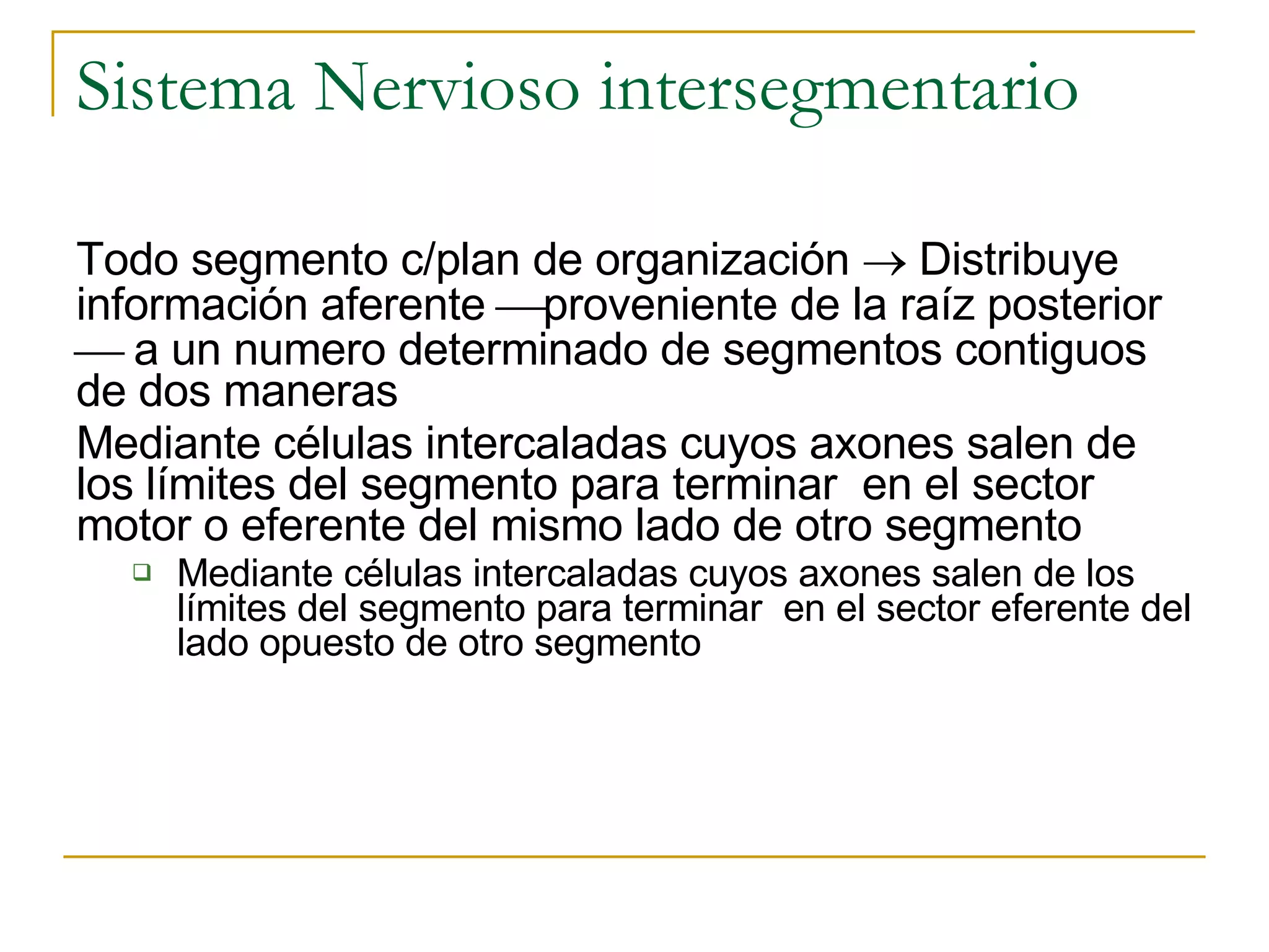 Bbap FilogéNesis Del Sistema Nervioso | PPT