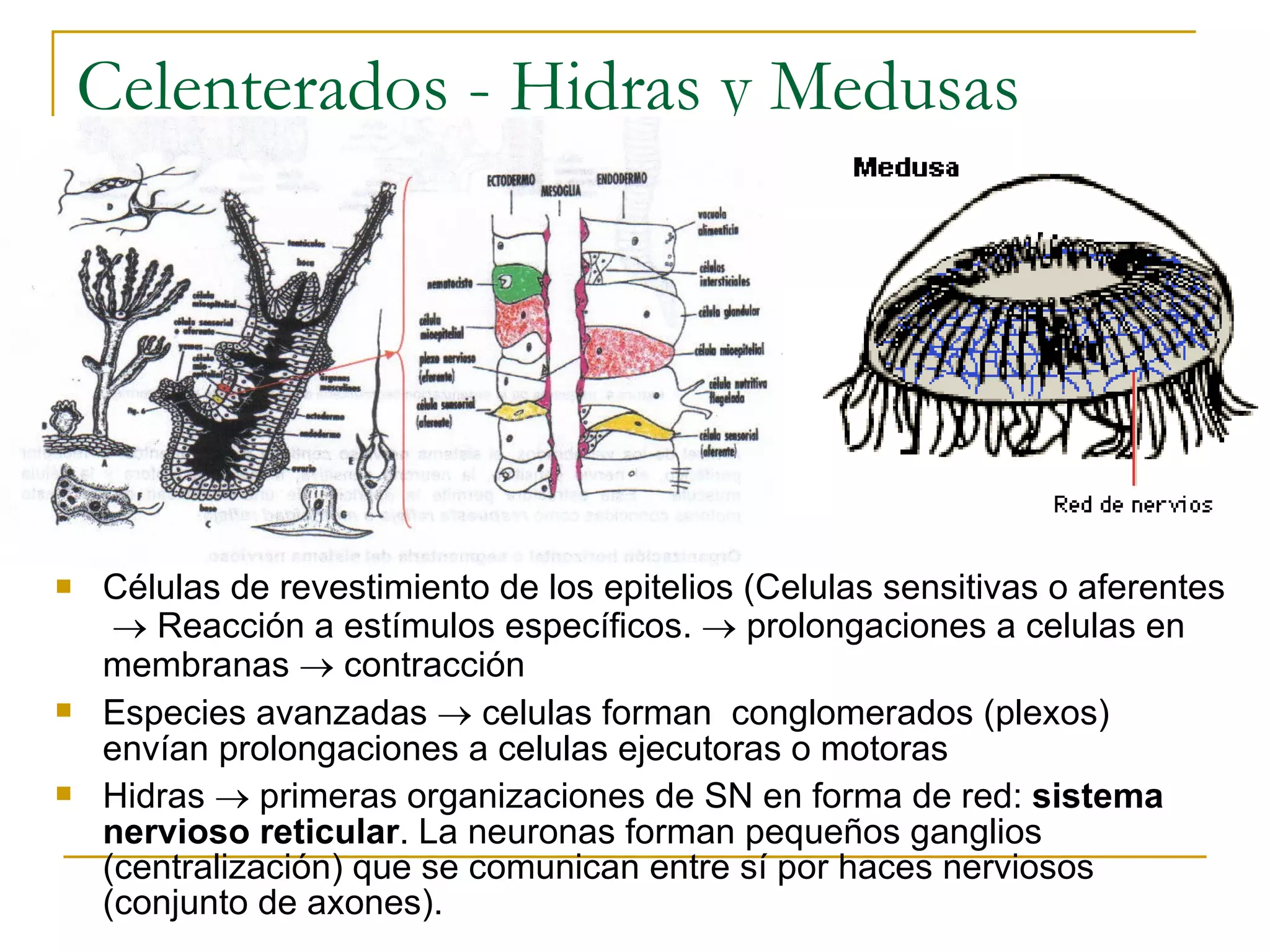 Bbap FilogéNesis Del Sistema Nervioso | PPT