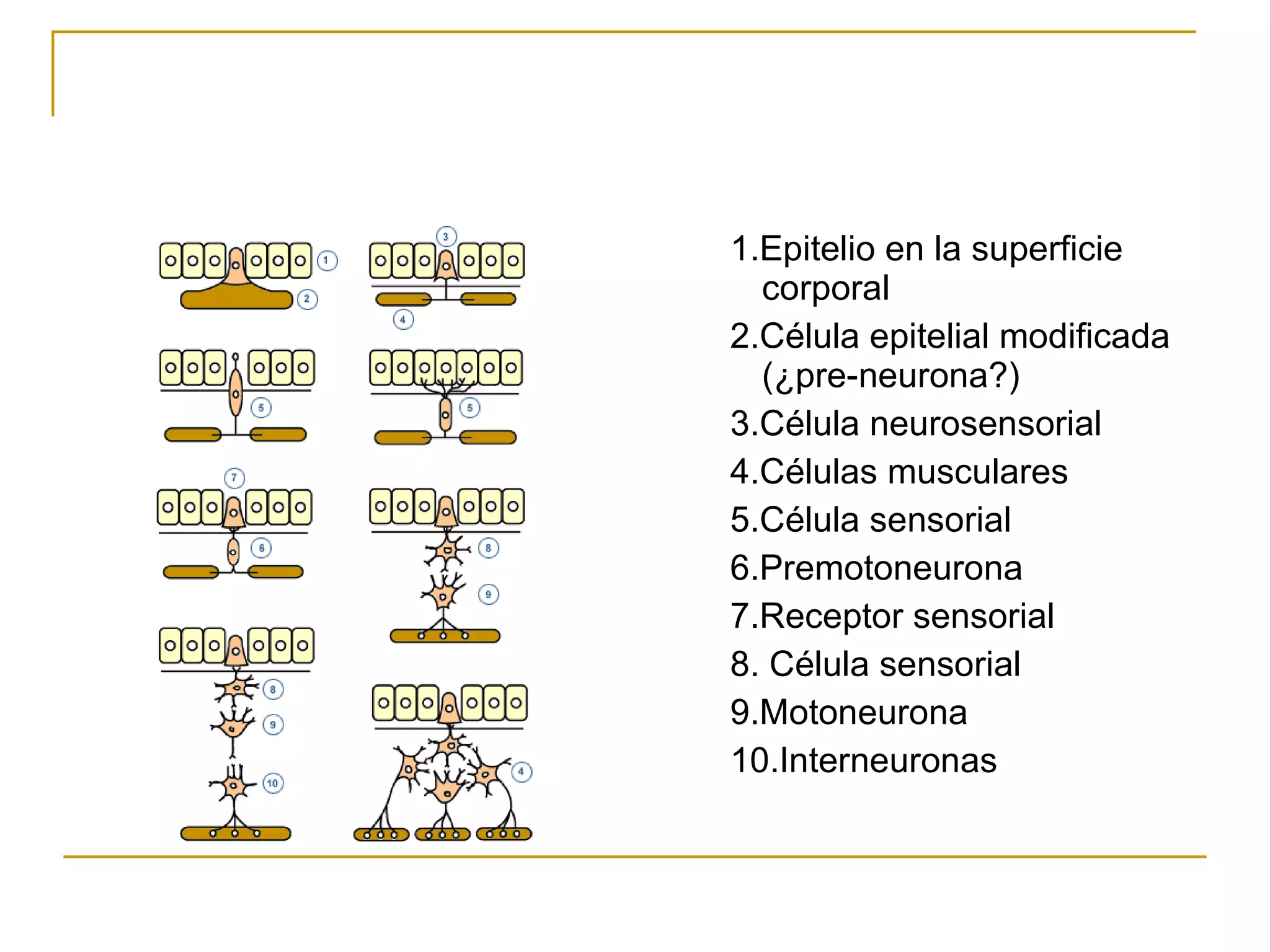 Bbap FilogéNesis Del Sistema Nervioso | PPT
