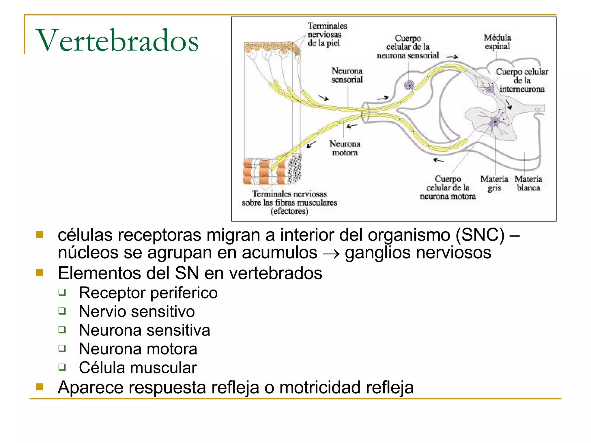 Bbap FilogéNesis Del Sistema Nervioso | PPT