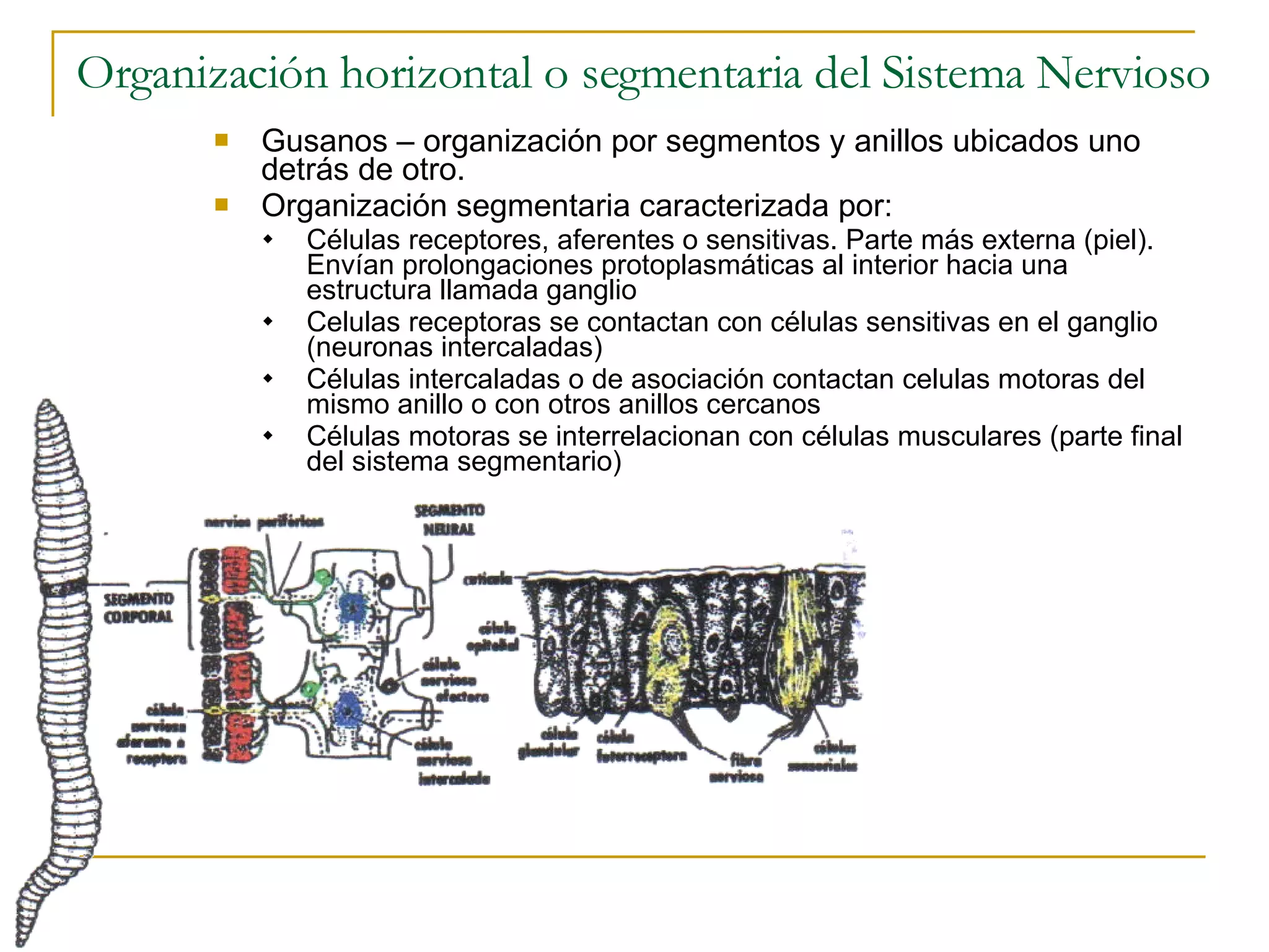 Bbap FilogéNesis Del Sistema Nervioso | PPT