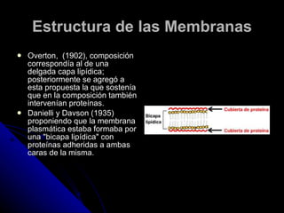 Estructura de las Membranas Overton,  (1902), composición correspondía al de una delgada capa lipídica; posteriormente se agregó a esta propuesta la que sostenía que en la composición también intervenían proteínas.  Danielli y Davson (1935) proponiendo que la membrana plasmática estaba formaba por una "bicapa lipídica" con proteínas adheridas a ambas caras de la misma. 