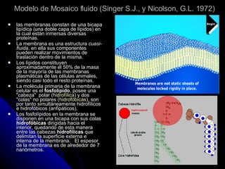 Modelo de Mosaico fluido (Singer S.J., y Nicolson, G.L. 1972) las membranas constan de una bicapa lipídica (una doble capa de lípidos) en la cual están inmersas diversas proteínas. La membrana es una estructura  cuasi-fluida , en ella sus componentes pueden realizar movimientos de traslación dentro de la misma.  Los lípidos constituyen aproximadamente el 50% de la masa de la mayoría de las membranas plasmáticas de las células animales, siendo casi todo el resto proteínas.  La molécula primaria de la membrana celular es el  fosfolípido , posee una "cabeza"  polar ( hidrofílica ) y dos "colas" no polares ( hidrofóbicas ), son por tanto simultáneamente hidrofílicos e hidrofóbicos (anfipáticos).  Los fosfolípidos en la membrana se disponen en una bicapa con sus colas   hidrofóbicas  dirigidas hacia el interior, quedando de esta manera entre las cabezas  hidrofílicas  que delimitan la superficie externa e interna de la membrana.   El espesor de la membrana es de alrededor de 7 nanómetros.   