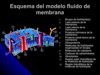Esquema del modelo fluido de membrana Bicapa de fosfolípidos)  Lado externo de la membrana  Lado interno de la membrana  Proteína intrínseca de la membrana  Proteína canal iónico de la membrana  Glicoproteína  Moléculas de fosfolípidos organizadas en bicapa  Moléculas de colesterol  Cadenas de carbohidratos  Glicolípidos  Región polar (hidrofílica) de la molécula de fosfolípido  Región hidrofóbica de la molécula de fosfolípido  