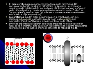El  colesterol  es otro componente importante de la membrana. Se encuentra embebido en el área hidrofóbica de la misma, su presencia contribuye a la estabilidad de la membrana al interaccionar con las "colas" de la bicapa lipídica y contribuye a su fluidez evitando que las "colas" se "empaqueten" y vuelvan mas rígida la membrana (este efecto se observa sobre todo a baja temperatura).  Las  proteínas  pueden estar suspendidas en la membrana, con sus regiones  hidrofóbicas  insertadas en ella y con las  hidrofílicas  que sobresalen (" stick out ") hacia el exterior e interior de la célula.  Diversas experiencias sugieren que estas proteínas no están fijas en un lugar de la membrana, sino que están relativamente libres para desplazarse lateralmente, por lo cual se originó el concepto de  mosaico fluido .   