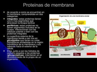 Proteinas de membrana de acuerdo a como se encuentran en la membrana, comprendidas en dos categorías: integrales : estas proteínas tienen uno o mas segmentos que atraviesan la bicapa lipídica periféricas : estas proteínas no tienen segmentos incluidos en la bicapa, interaccionan con las cabezas polares o bien con las proteínas integrales La superficie externa de la membrana tiende a ser rica en  glicolípidos  que tienen su colas hidrofóbicas embebidas en la región hidrofóbica de la membrana y sus cabezas hacia el exterior de la célula. Ellos, junto a con los hidratos de carbono pegados a las proteínas ( glicoproteínas ), intervienen en el reconocimiento de lo propio de un organismo.  