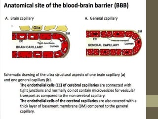 BLOOD BRAIN BARRIER | PPTX