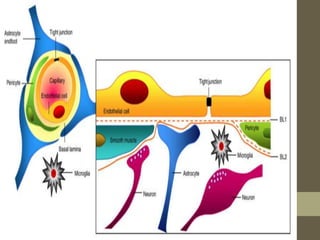 BLOOD BRAIN BARRIER | PPTX