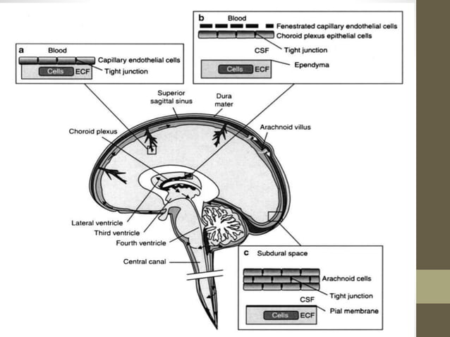 BLOOD BRAIN BARRIER | PPTX
