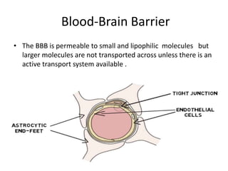 Blood-Brain Barrier
• The BBB is permeable to small and lipophilic molecules but
larger molecules are not transported across unless there is an
active transport system available .
 