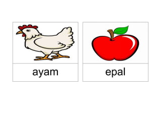 ayam epal
 