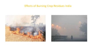 Effects of Burning Crop Residues India
 