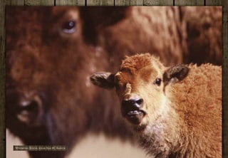 Wyoming Bison, near Bar BC Ranch
 