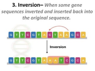 3. Inversion– When some gene
sequences inverted and inserted back into
the original sequence.
 
